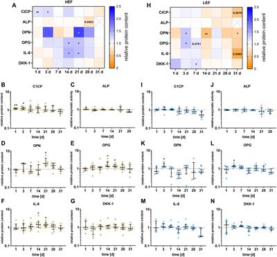 Long-term stimulation with alternating electric fields modulates the differentiation and mineralization of human pre-osteoblasts